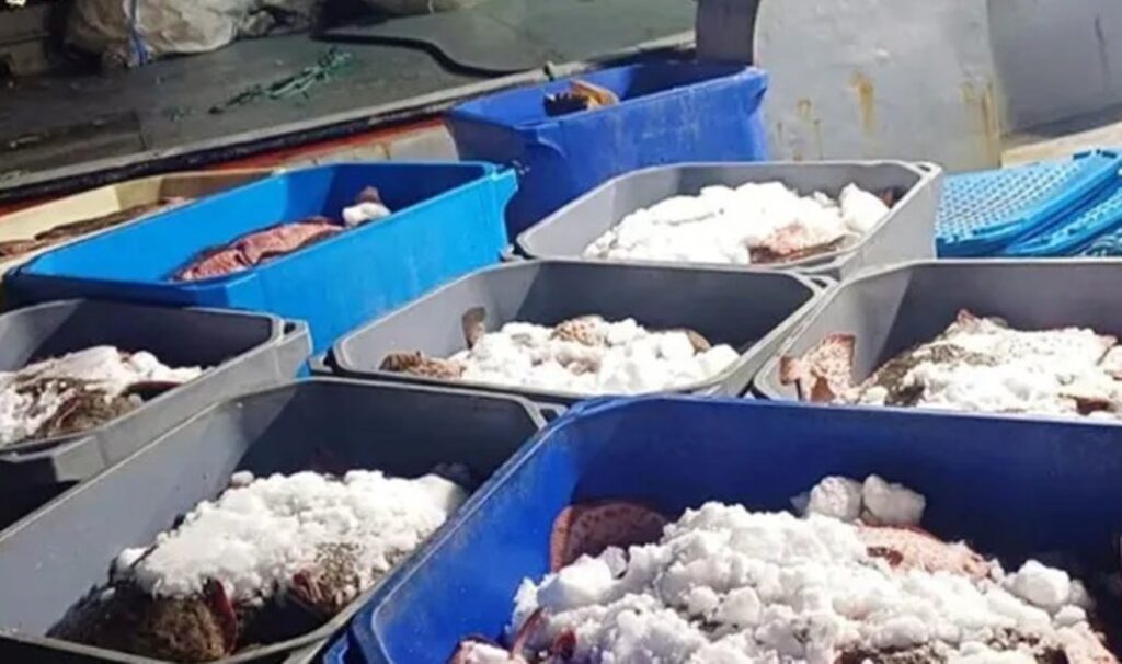 Kaçak 'kalkan balığı' avcılarına baskın: 3 bin 620 kilo ele geçirildi 7 kacak kalkan baligi avcilarina baskin 3 bin 620 kilo ele gecirildi iWY2a5TW