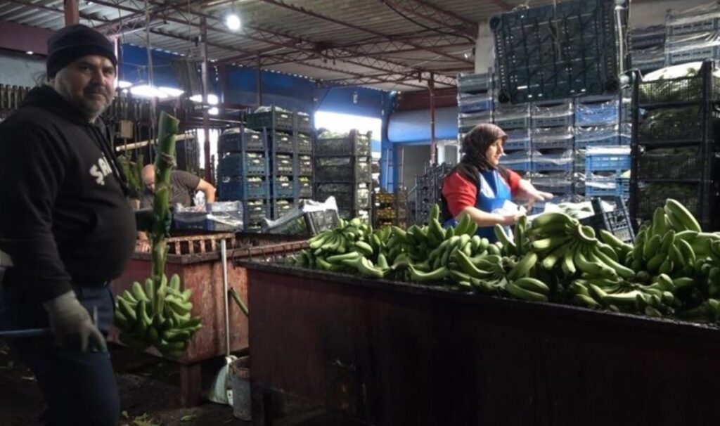 Sabahın ilk ışıkları ile toplanıyor! Tüccara 35 TL'ye satılıyor... 5 sabahin ilk isiklari ile toplaniyor tuccara 35 tlye satiliyor dfIP4ktU