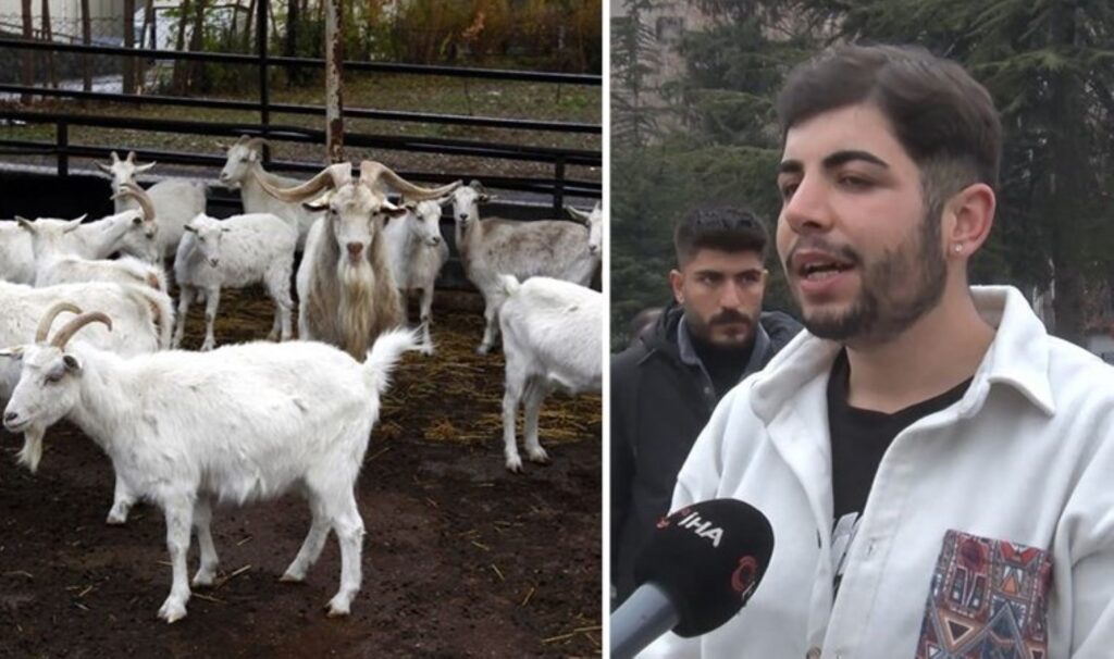 Ankara'da vahşet: Kaçırılan hamile keçiler kesilmiş şekilde bulundu 7 ankarada vahset kacirilan hamile keciler kesilmis sekilde bulundu zEEF25TY