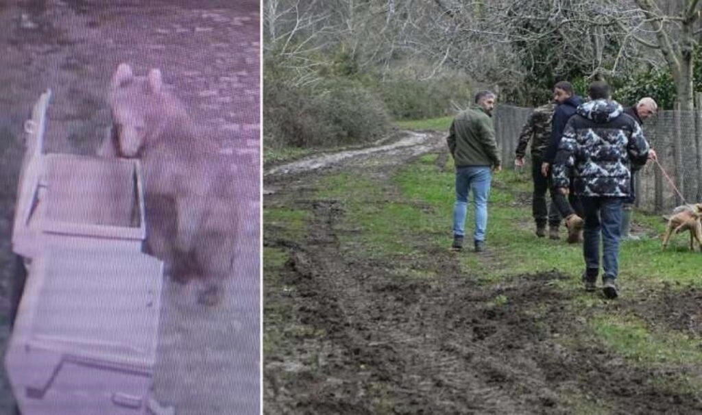 Bursa'da 30 saattir firar olan ayı halen aranıyor 10 bursada 30 saattir firar olan ayi halen araniyor YxEXLz89