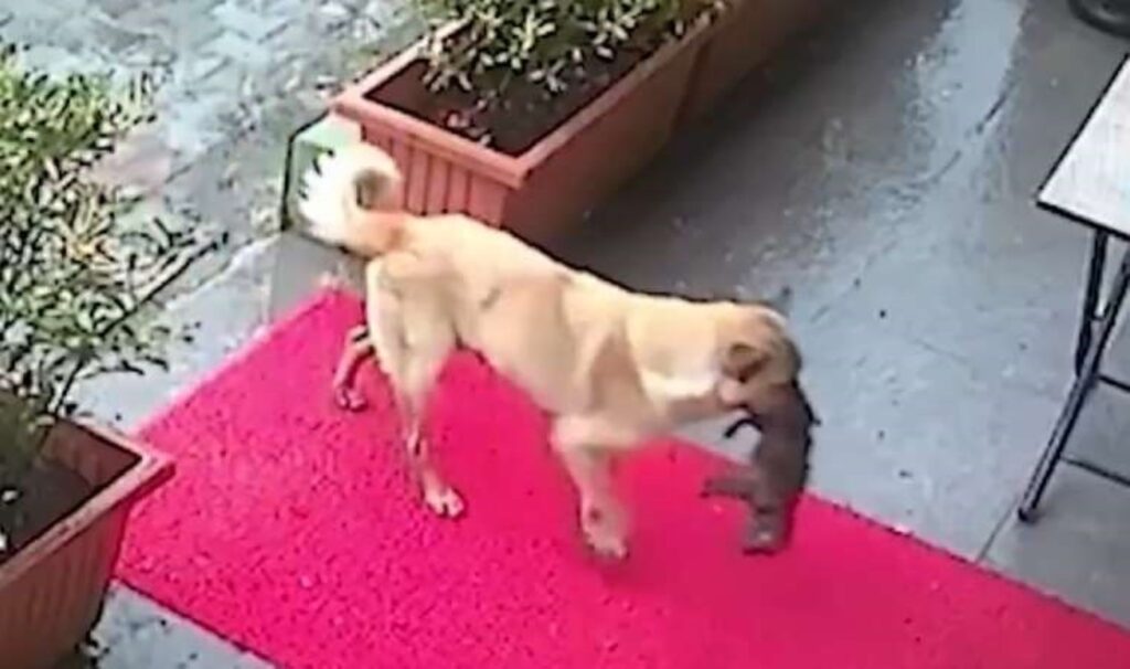 istanbulda sahipsiz kopek olmek uzere olan yavrusunu veterinere getirdi ZXiCf17f