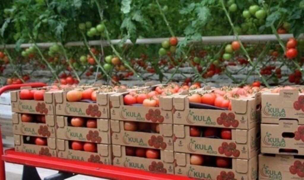 2025'in ilk hasadı Manisa'da yapıldı: Jeotermal serada yoğun mesai 7 2025in ilk hasadi manisada yapildi jeotermal serada yogun mesai unGEnU7a