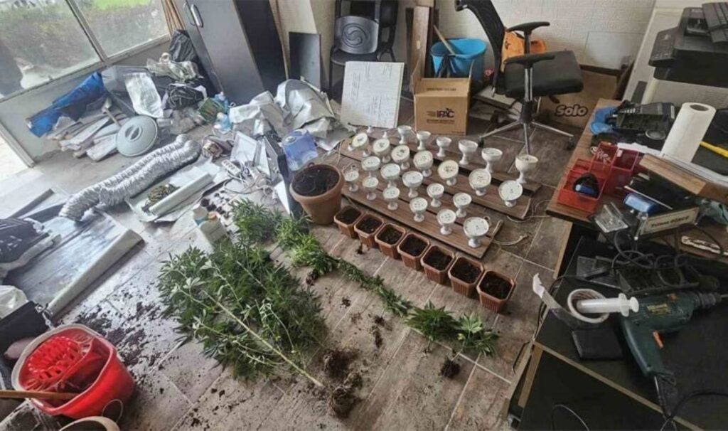 is yerinde uyusturucu yetistiren supheli tutuklandi izSb5Kiy