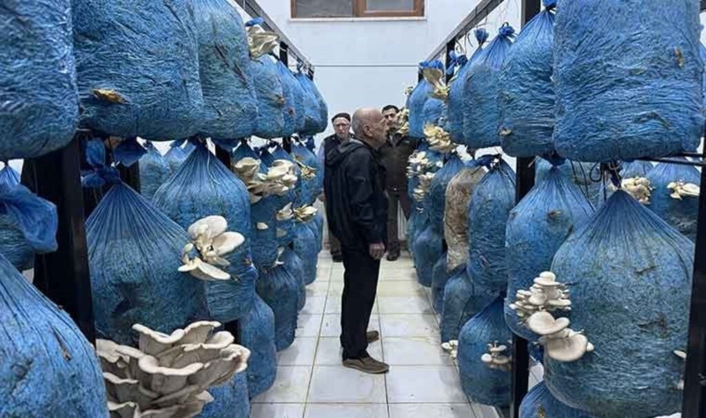 40 metrekarelik alanda yetiştirmeye başladı! İlk hasatta 60 kilo ürün 3 40 metrekarelik alanda yetistirmeye basladi ilk hasatta 60 kilo urun urbMEYw2