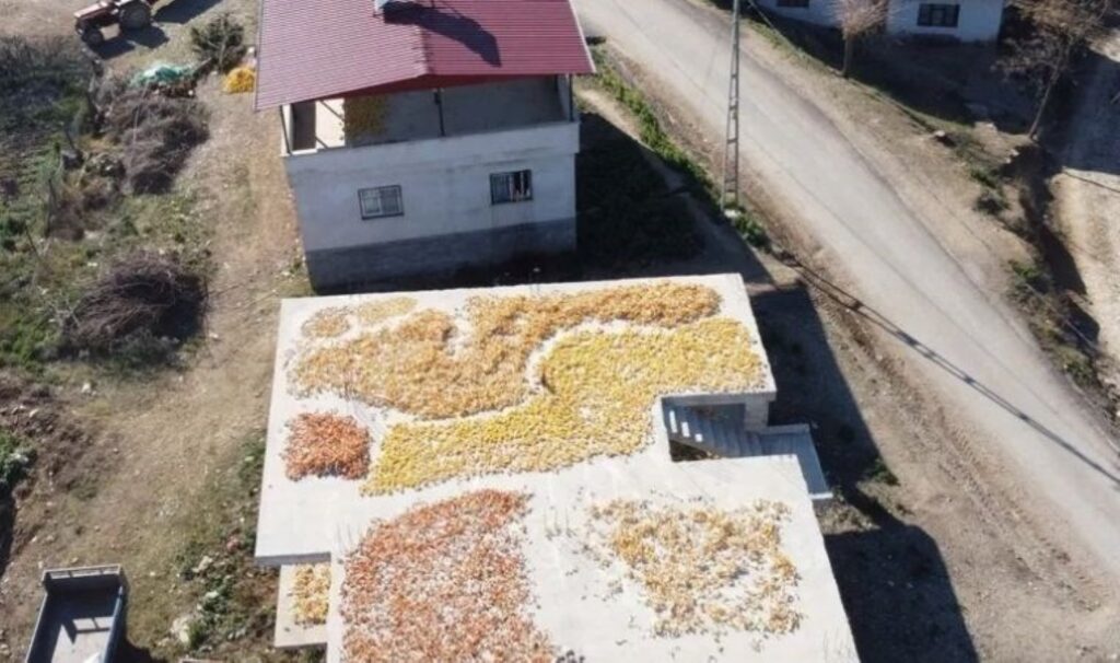 Adana'da hasat sonrası 10 kilodan 1 kilo çıkıyor: Kilosu 25 TL 3 adanada hasat sonrasi 10 kilodan 1 kilo cikiyor kilosu 25 tl RGRqdQVd
