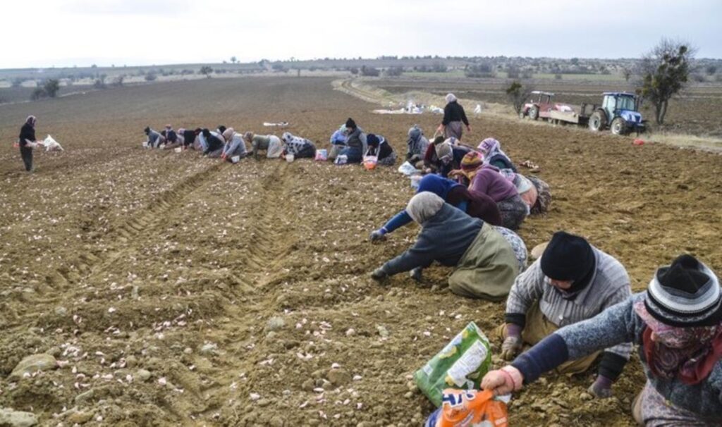 'Beyaz altın' toprakla buluştu! 4 bin ailenin geçim kaynağı: Hasat temmuz ayında... 1 beyaz altin toprakla bulustu 4 bin ailenin gecim kaynagi hasat temmuz ayinda m35jFALQ