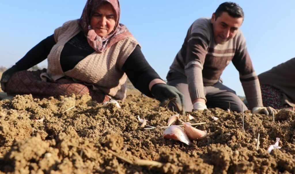 Ekim dönemi erken başladı: 4 bin ailenin geçim kaynağı... 1 ekim donemi erken basladi 4 bin ailenin gecim kaynagi UFtdAHAs