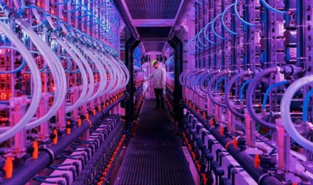 gida uretiminde futuristik bir yaklasim yemek icin yosun yetistirmek hpGucTee