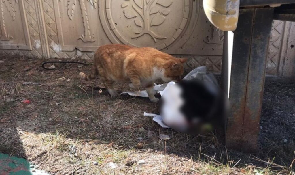 gumushanede hayvana eziyet mezarlikta beyaz torba icine konusmus kedi cesedi bulundu njK48OCu