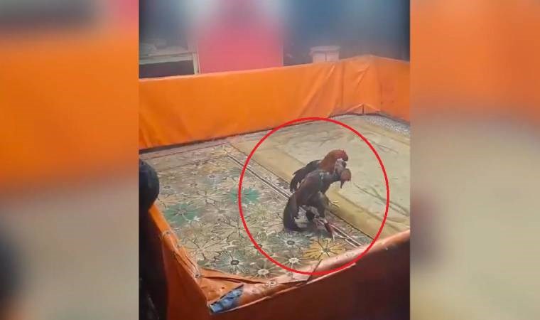 horoz dovusturen 8 kisiye 450 bin tl ceza 0 dXlkHtBg