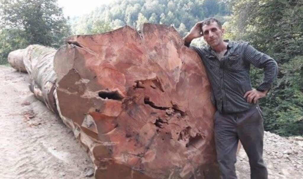 kestigi agac uzerine devrilen orman iscisi hayatini kaybetti kPJUIy1h