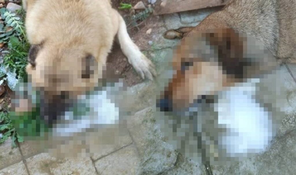 manisada katliam kopekleri zehirleyerek oldurduler gN82sBzY