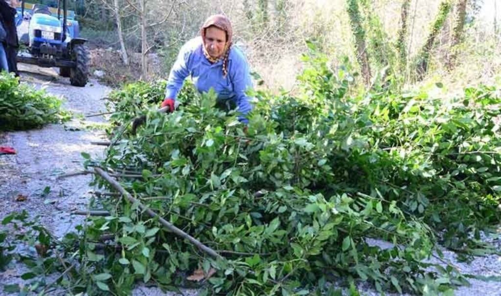 Orman köylüsünün geçim kaynağı: Antalya'dan tüm dünyaya ihraç ediliyor! Kilosu 19 TL'den satıldı.... 3 orman koylusunun gecim kaynagi antalyadan tum dunyaya ihrac ediliyor kilosu 19 tlden satildi 9TsByVGX