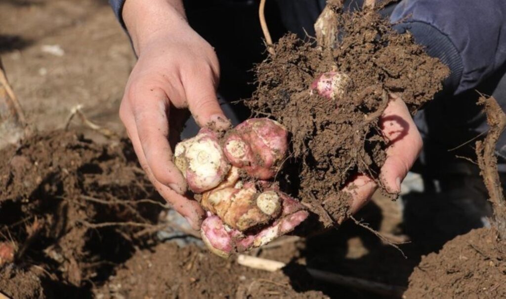 Patates gibi tarlasına ekip, çoğalttı: Diğer illerden satın almak için geliyorlar! Kilosu 50 TL... 4 patates gibi tarlasina ekip cogaltti diger illerden satin almak icin geliyorlar kilosu 50 tl secNzSkq