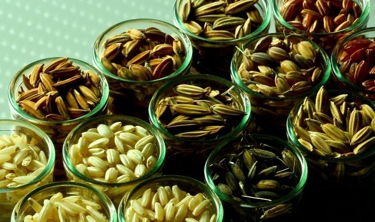 pirinc turlerini tespit edebilen yazilim 0 uXznySPQ