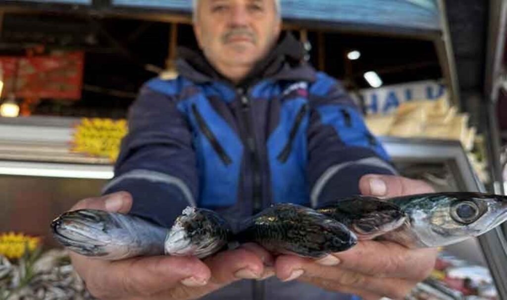 sezonu bitti derken yeniden basladi tanesi 250 tl 5rqqzkP7