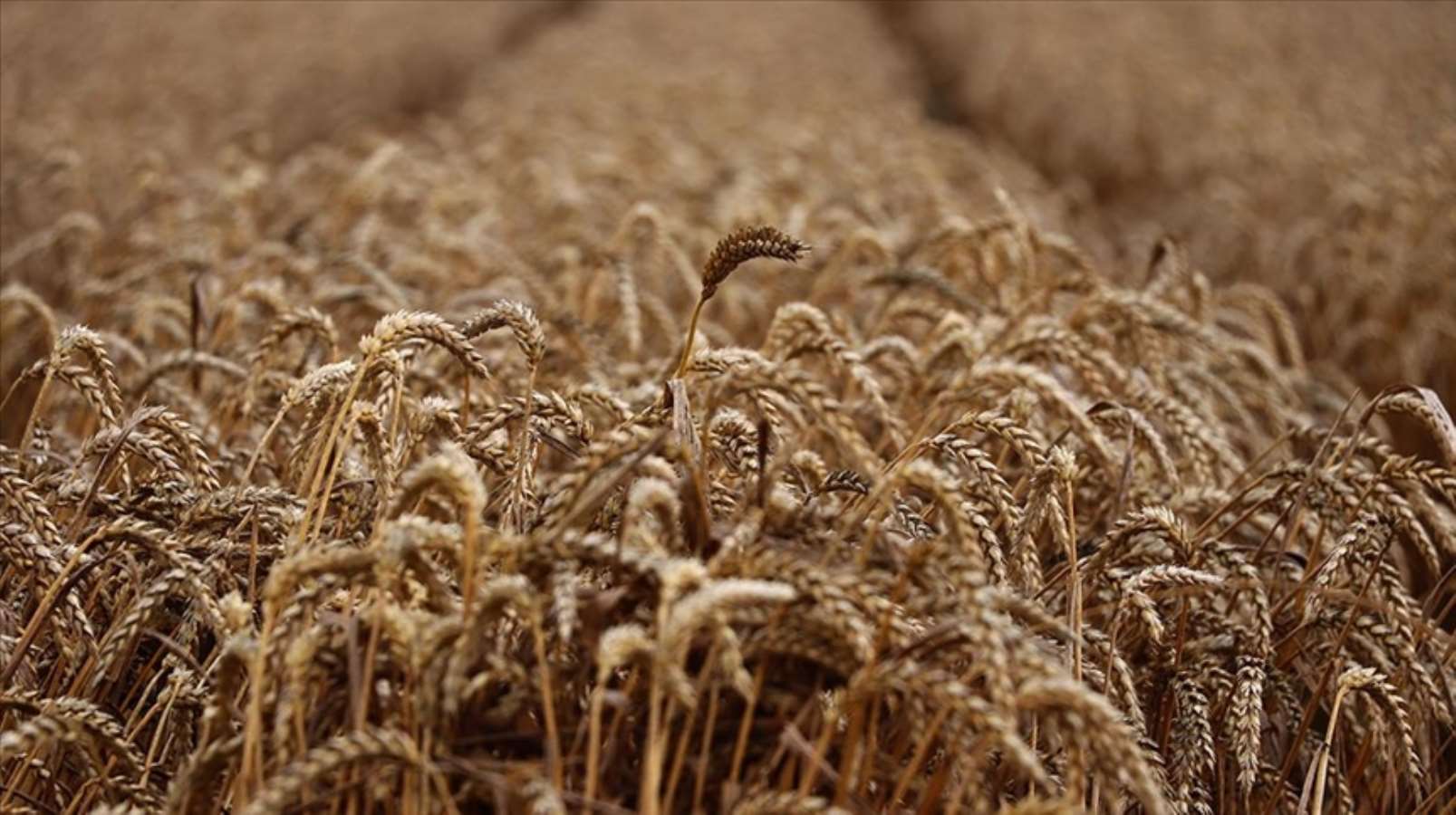 uzmani saglikli kilo almanin sirrini acikladi zeytinyagi ve avokado 3
