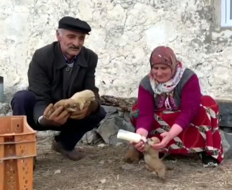 anneleri kurt saldirisinda olen yavrulara gozu gibi bakiyor 0 ZffFQp7b