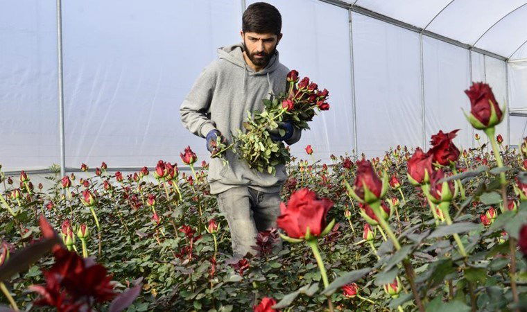 Çukurova'nın en önemli geçim kaynağı: Adedi 30 lira! 1 cukurovanin en onemli gecim kaynagi adedi 30 lira DsTuvj5s