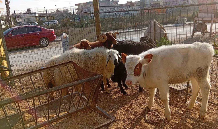 Film gibi hırsızlık: Danayı bile otomobille çalmışlar! 3 film gibi hirsizlik danayi bile otomobille calmislar PhcNuaOE