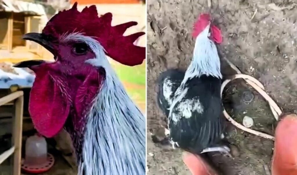 Görüntüler gündem oldu: Horoz bayılana kadar öttü... 1 goruntuler gundem oldu horoz bayilana kadar ottu 7J54MnPr