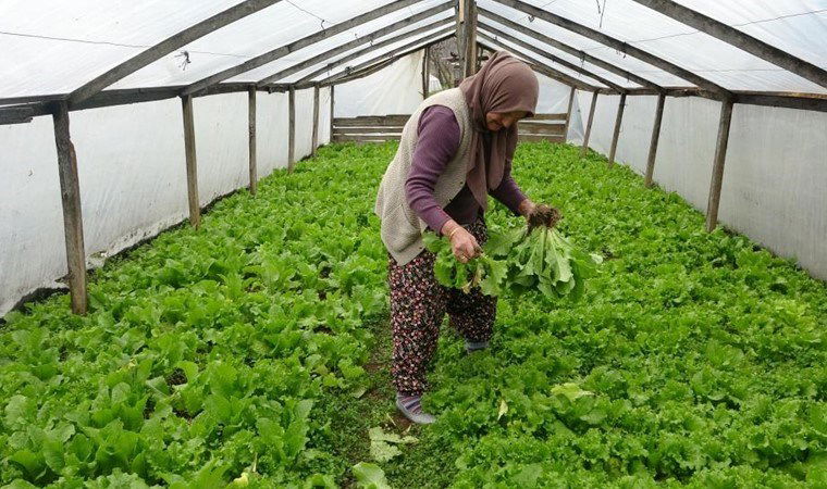 Hasat eder etmez satıyor, müşterilerini dahi görmüyor! 1 hasat eder etmez satiyor musterilerini dahi gormuyor 9uFbUC73