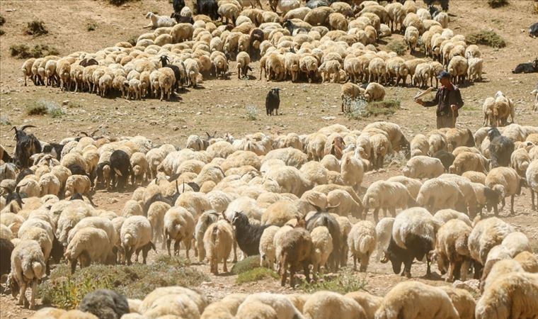 hayvanciliga destek projesi nedir hayvanciliga destek projesine kimler basvurabilir basvurular ne zaman 0 plaZIRrU
