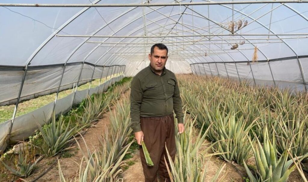 kuzey irakin sifir noktasinda yetisiyor ureticisi pazarlama sikintisi yasiyor TT3CgMdc