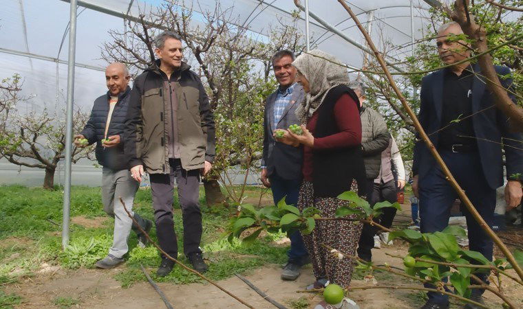 Mersin'de hasat başladı: Kilosu 8 bin lira... 4 mersinde hasat basladi kilosu 8 bin lira sBsP1b5y
