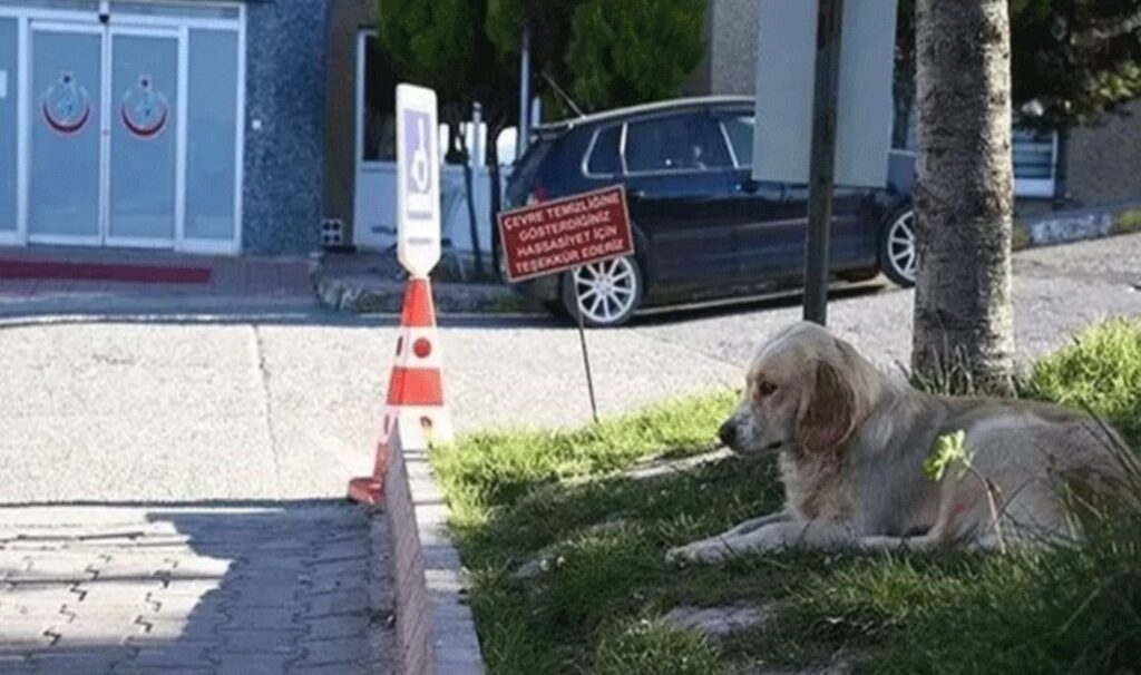 Sağlık Bakanlığı’ndan tartışma yaratacak karar: 'Hastanelerde sahipsiz hayvan olmayacak' 2 saglik bakanligindan tartisma yaratacak karar hastanelerde sahipsiz hayvan olmayacak H9NqfLBk
