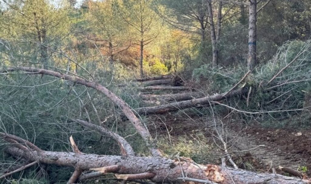Tire-Belevi yolu için ağaç kıyımı başladı 2 tire belevi yolu icin agac kiyimi basladi bxLlK6Da