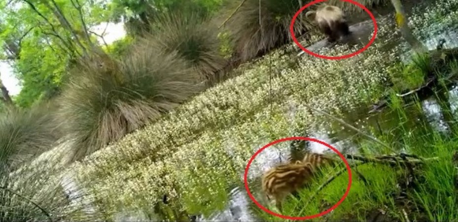 yaban domuzu yavrulari fotokapanla goruntulendi 0 ENy3XeVe