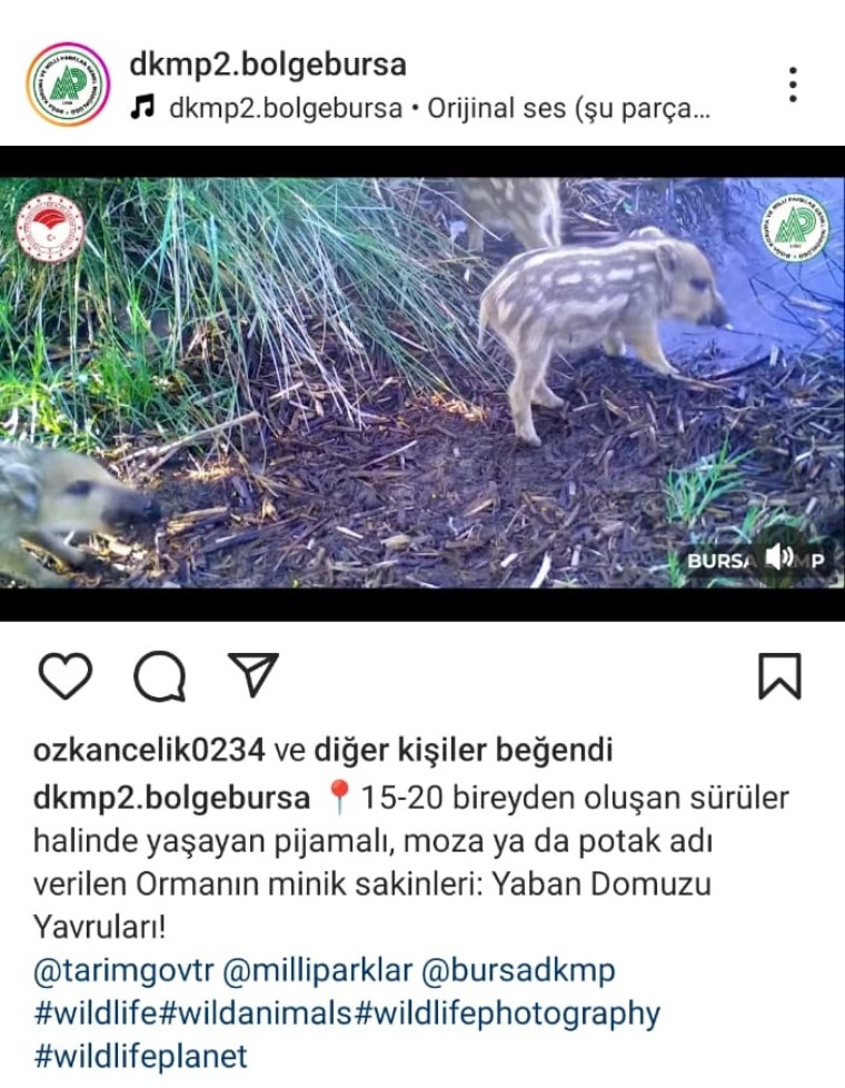 yaban domuzu yavrulari fotokapanla goruntulendi 1 7OKIHq6k