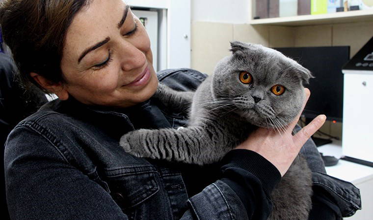 6 milyonda 1 görülüyor... 'Çift cinsiyetli' kedi Adana'da ameliyat edildi 3 6 milyonda 1 goruluyor cift cinsiyetli kedi adanada ameliyat edildi YgmDaYOQ