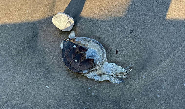 Bodrum'da ölü caretta caretta kıyıya vurdu: Otopsi yapılacak 3 bodrumda olu caretta caretta kiyiya vurdu otopsi yapilacak wMcp6TKr