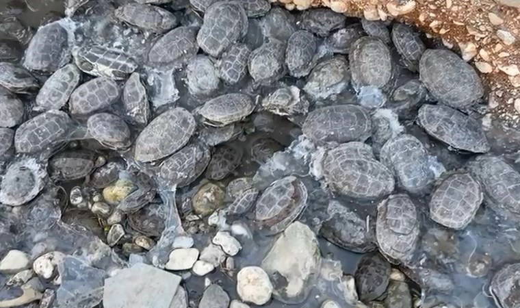 Ekipler harekete geçti: Dere yatağında mahsur kalan 316 kaplumbağa kurtarıldı 1 ekipler harekete gecti dere yataginda mahsur kalan 316 kaplumbaga kurtarildi SP8klgi7