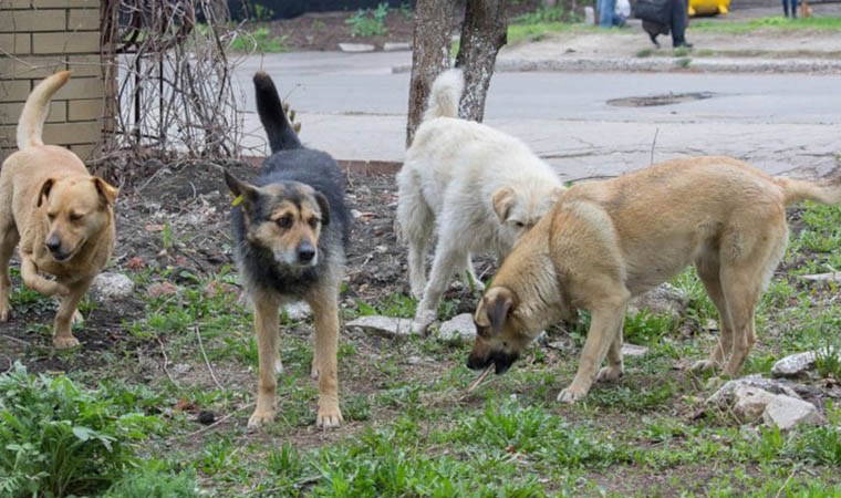 erzurum belediyesi yine kopek toplama ihalesine cikiyor rantta sinir tanimiyorlar U4BD9kfY