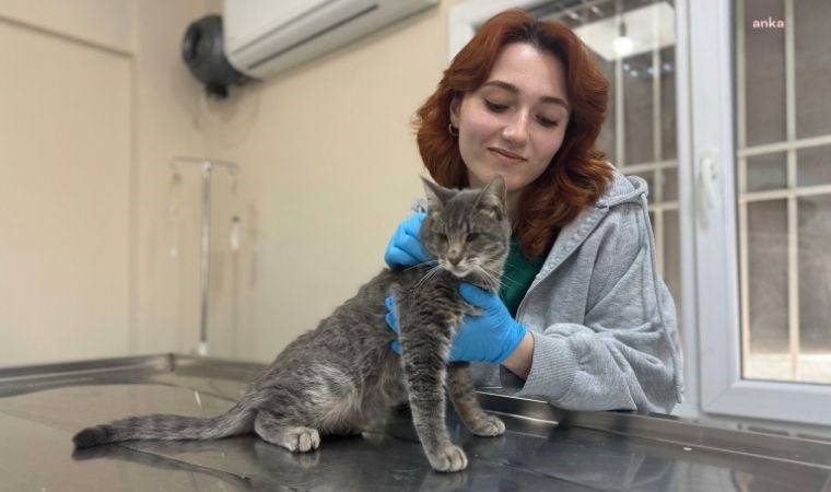 gorme engelli kediye veterinerin ismi verildi AiEXOX1p