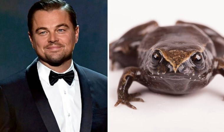 kesfedilen yeni kurbaga turune hollywood yildizinin adi verildi CIw3g6q2