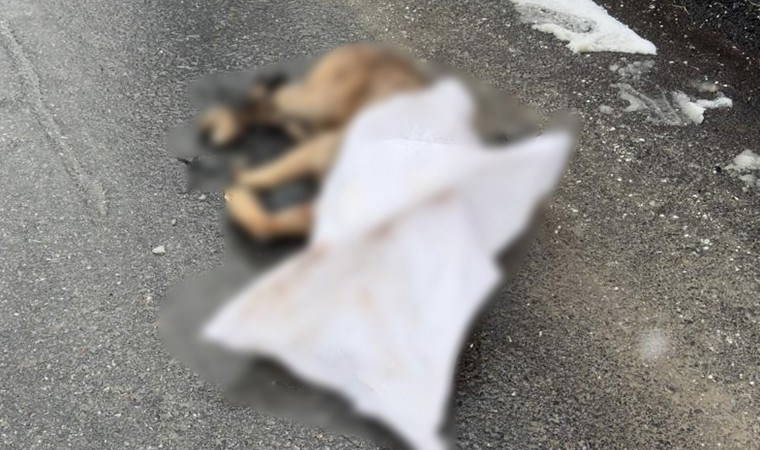 kopegin ayaklarini bagladilar silahla oldurup sokaga attilar NmrPKmps