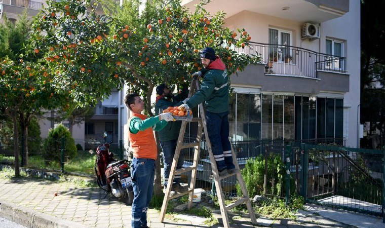 Ne tarla ne sera bu kez hasat sokakta: Günde 200 kilo toplanıyor... 1 ne tarla ne sera bu kez hasat sokakta gunde 200 kilo toplaniyor k8PfWSEH