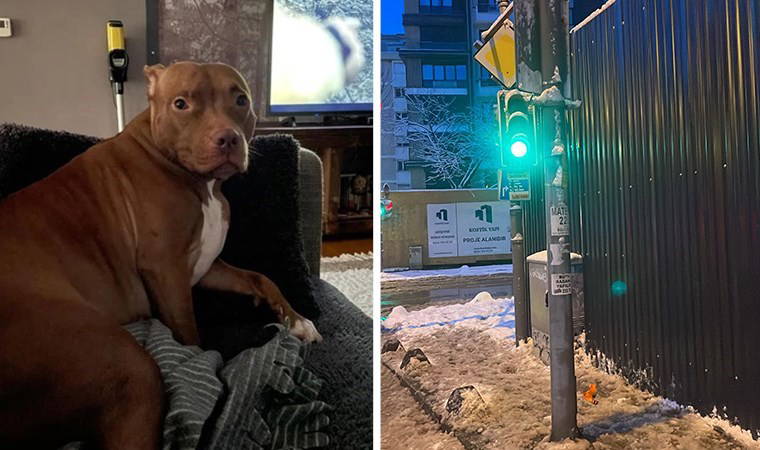 Sosyal medya bu olayı konuşuyor: Kadıköy'de akıma kapılan köpek 'Rose' hayatını kaybetti 1 sosyal medya bu olayi konusuyor kadikoyde akima kapilan kopek rose hayatini kaybetti Ks961zJd