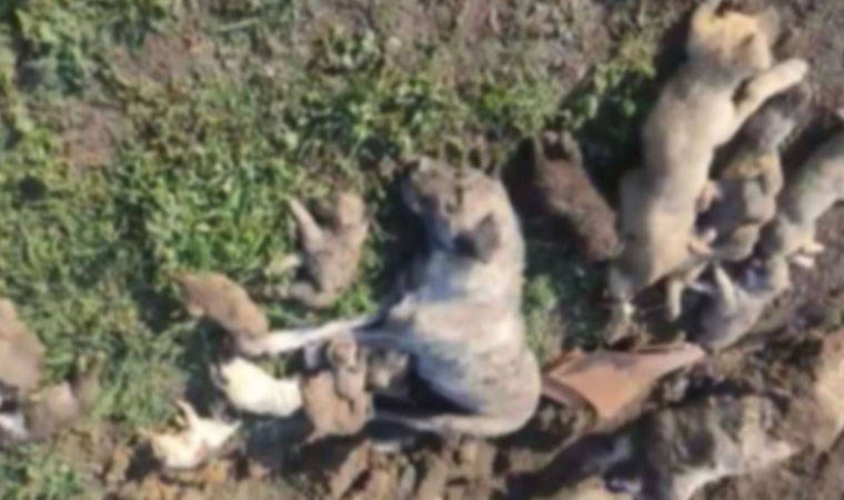 Belediye başkanı köpek katliamına ‘kurgu’ demişti… Barınak yetkililerinin görev yeri değişti