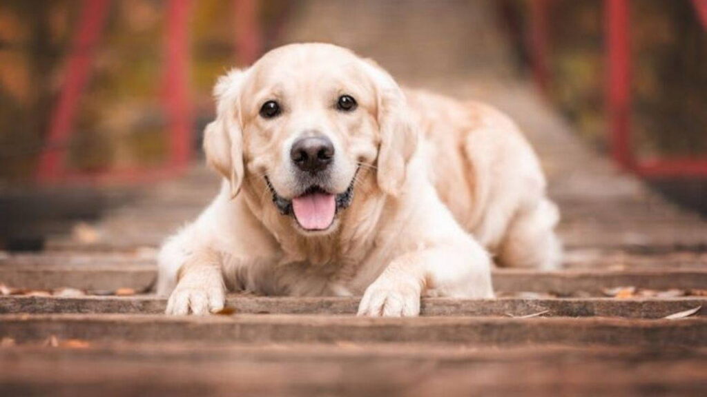 Eğitimli köpekler koklayarak Parkinson hastalığını tespit etti 1 egitimli kopekler koklayarak parkinson hastaligini tespit etti 5nIlXRuS