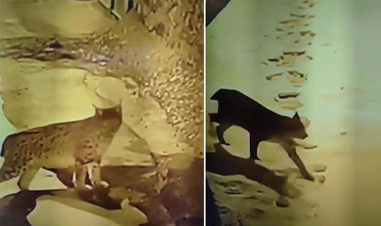 Erzincan'da sesli tehlike altındaki vaşak köye indi! 2 erzincanda sesli tehlike altindaki vasak koye indi ZgU1aCzy