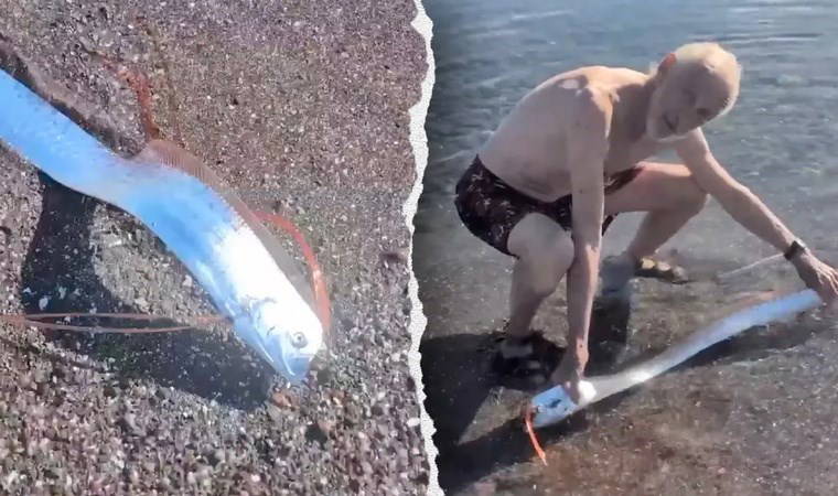 Meksika kıyılarında 'kıyamet balığı' görüldü 2 meksika kiyilarinda kiyamet baligi goruldu 37gRHTfp