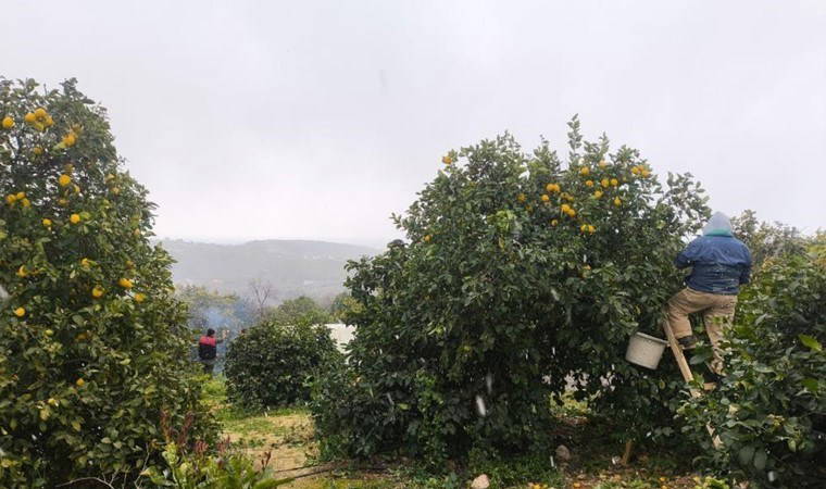 Mersin’de hasat kar altında başladı