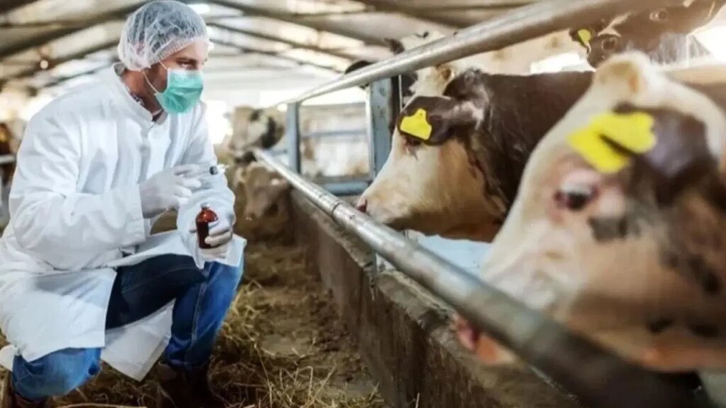 Türk Veteriner Hekimleri Birliği Başkanı Eroğlu: 'Şap hastalığı süt verimini yüzde 70, et verimini ise yüzde 40 düşürüyor' 1 turk veteriner hekimleri birligi baskani eroglu sap hastaligi sut verimini yuzde 70 et verimini pXVzc4zI